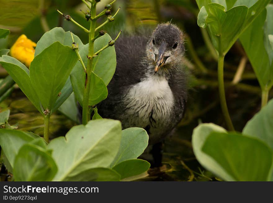 Close up of black and white coot standing in green vegetation in sunny garden. Close up of black and white coot standing in green vegetation in sunny garden.