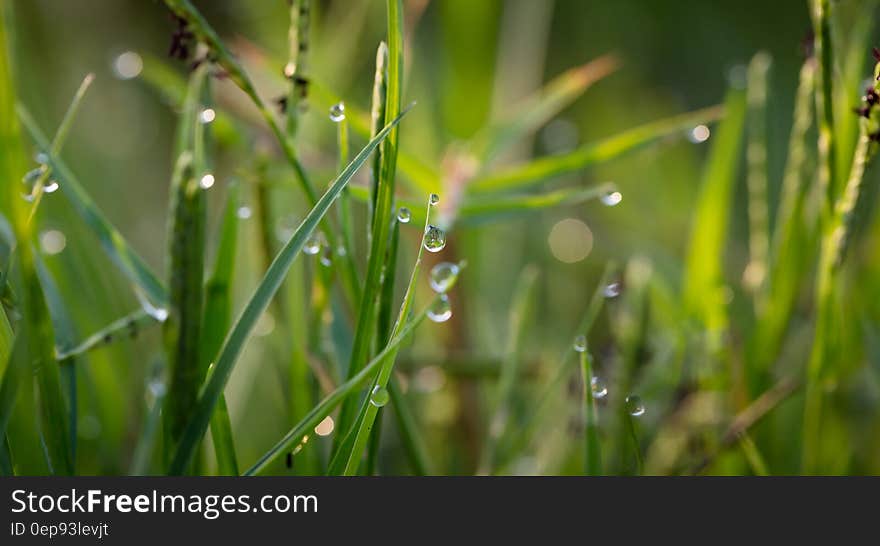 Grass With Dew Drops during Daytime