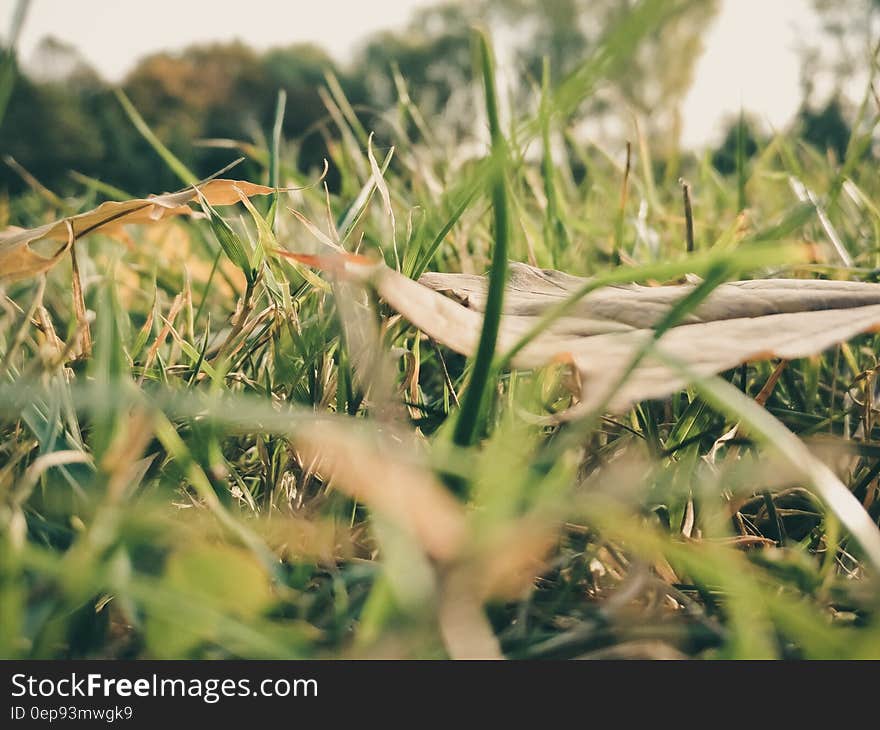 Sepia Photography of Grass during Daytime