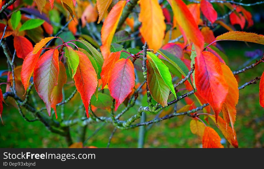 Red Green and Orange Leaves