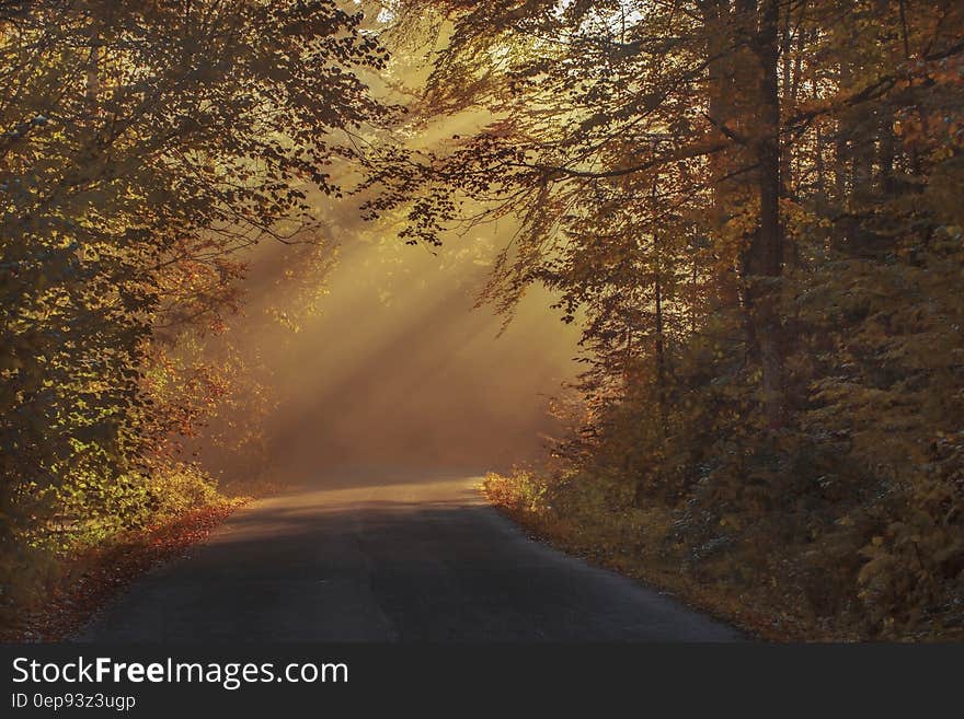 Gray Asphalt Road in Between Brown Orange Leaf Trees during Daytime