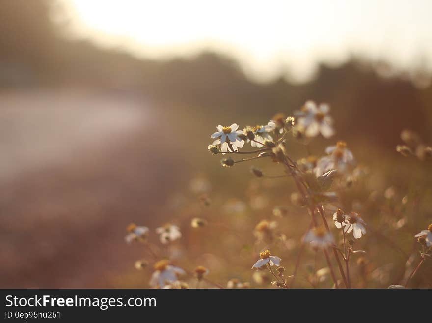 White Daisy Fleabane Close Up Photography