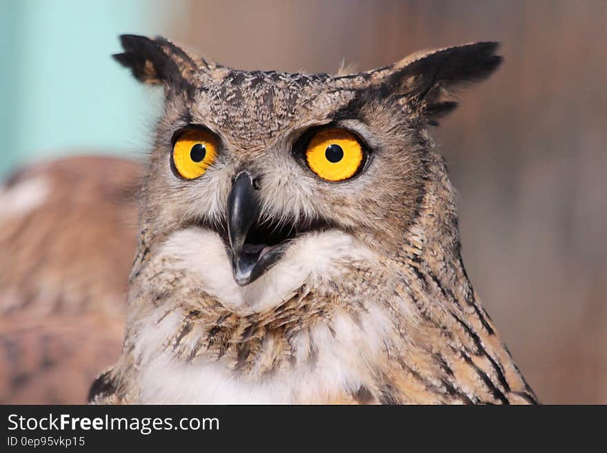 Close Up Photography of African Owl