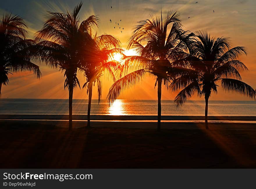 Silhouette of palm trees against setting sun on sandy beach. Silhouette of palm trees against setting sun on sandy beach.