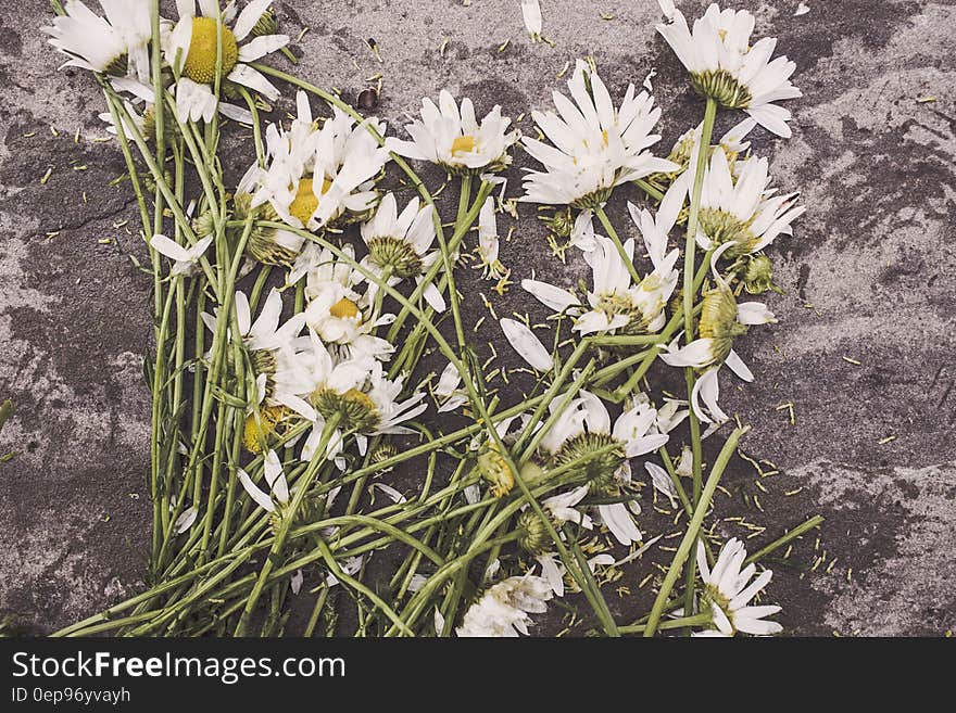 Cut white daisies on ground.