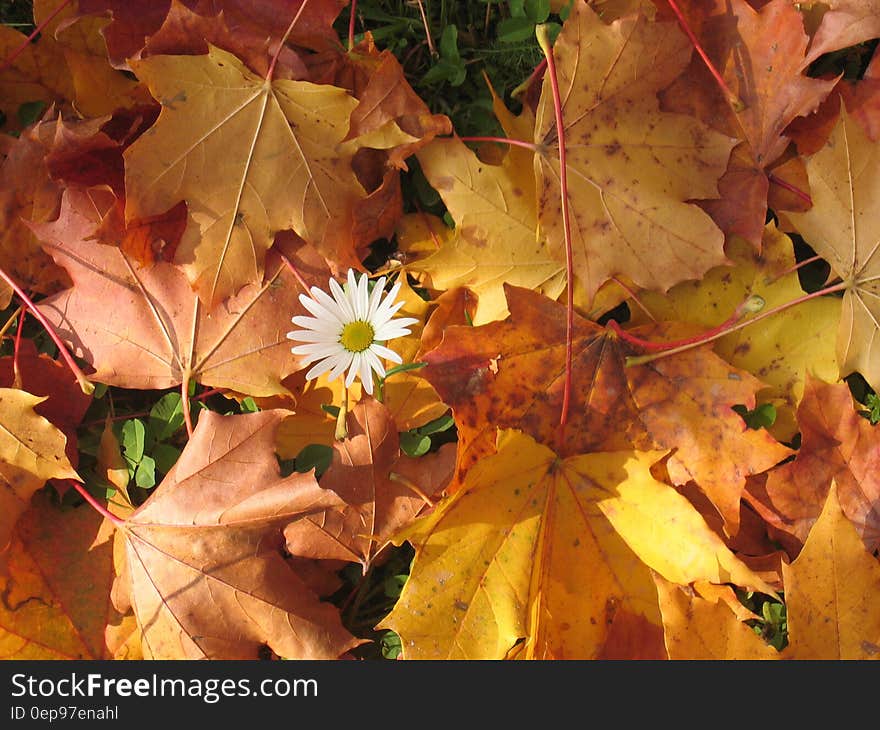 White Flower Surrounded by Red Maple Leaf