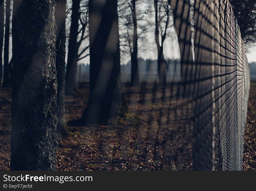 Chain Link Fence With Trees in Background during Twilight