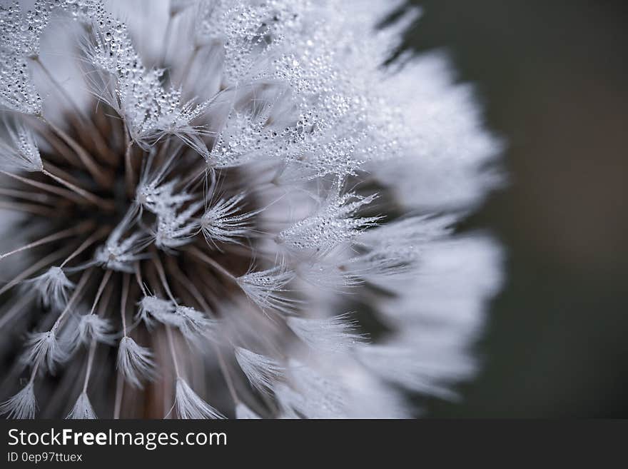 Auto Focus Photography of White Flower