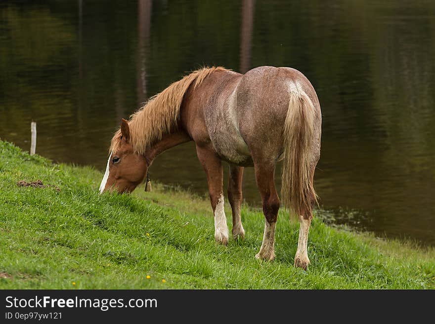 Brown and White Foot Horse