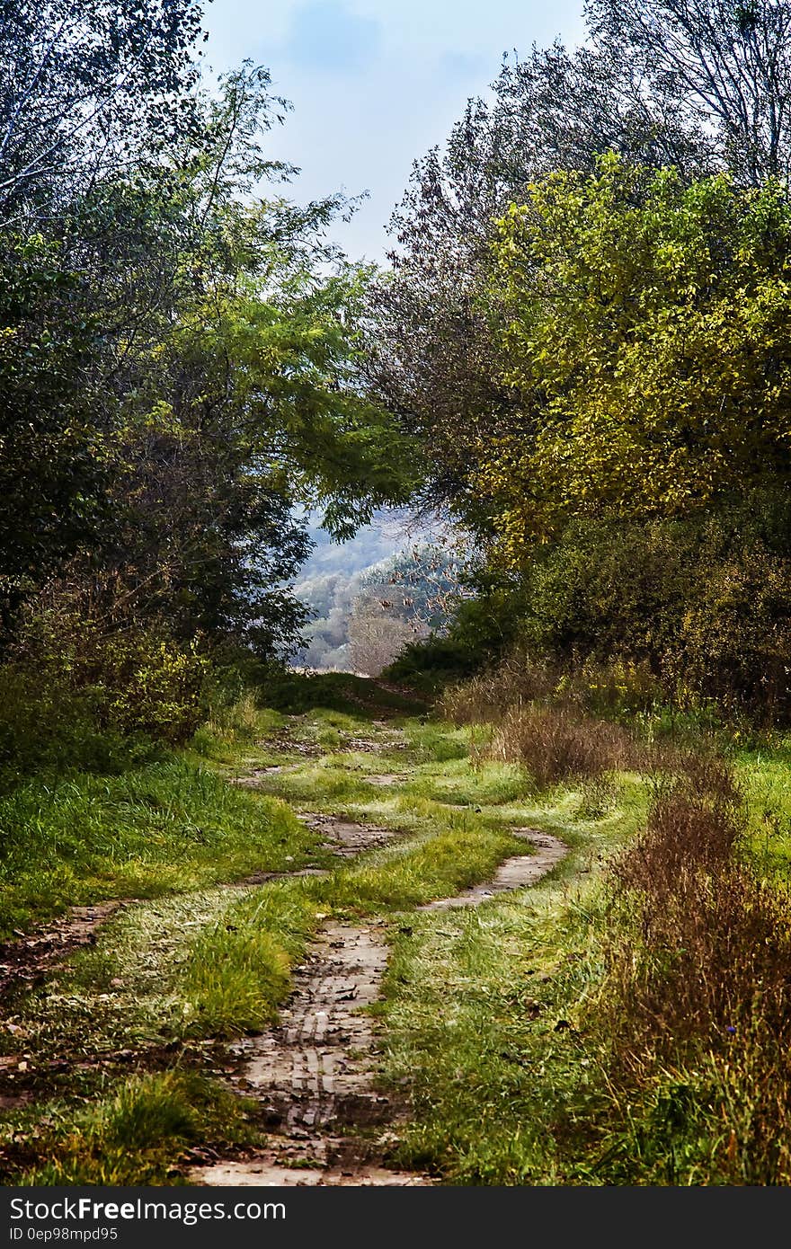 Dirt Road Surrounded Green Grasses by Trees at Daytime