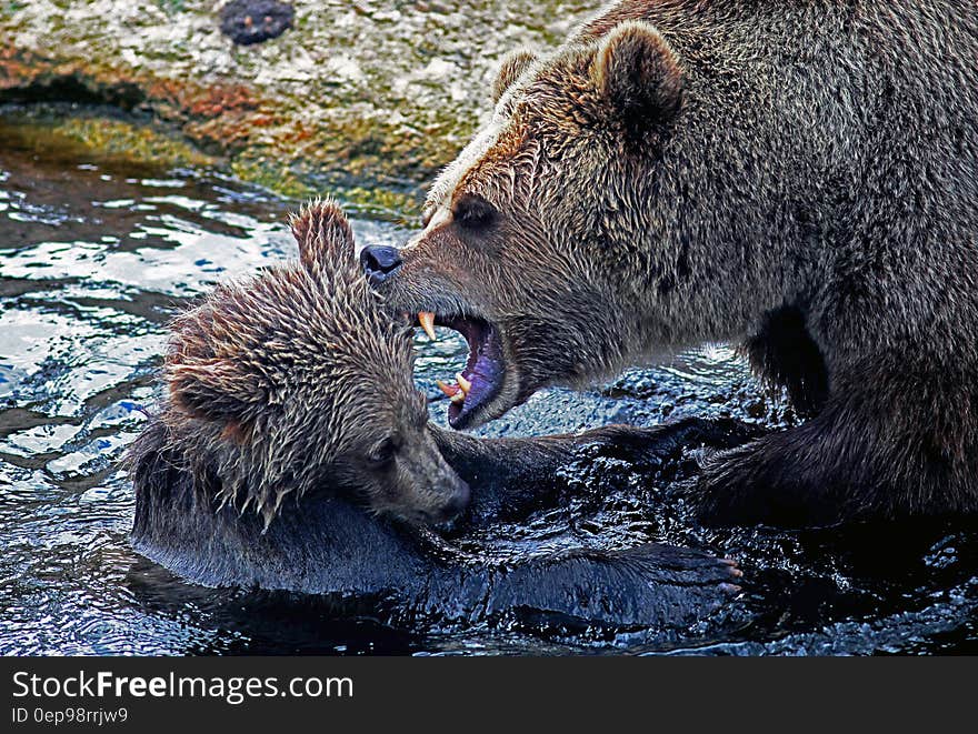 Adult bear exposing teeth and growling at young cub in water on sunny banks. Adult bear exposing teeth and growling at young cub in water on sunny banks.