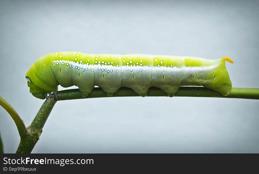 Swallowtail Caterpillar