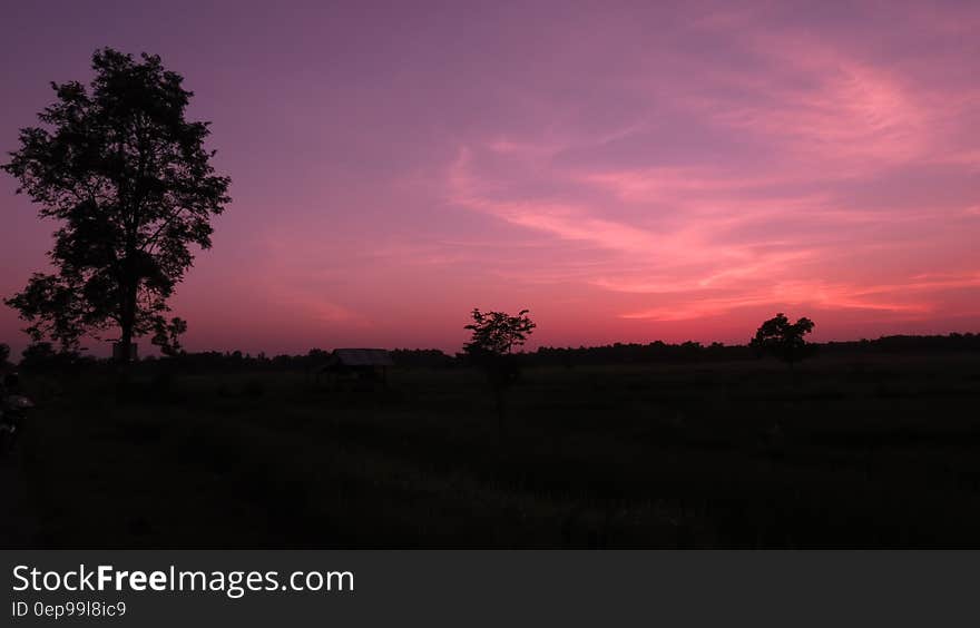 Silhouette of Trees during Sunset