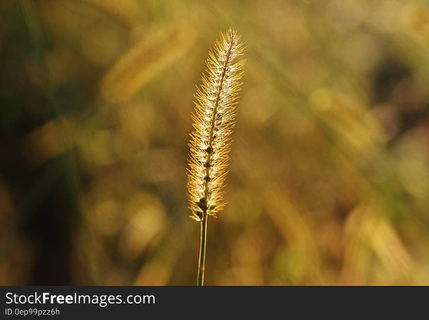 Close up of flower on blade of golden grass. Close up of flower on blade of golden grass.