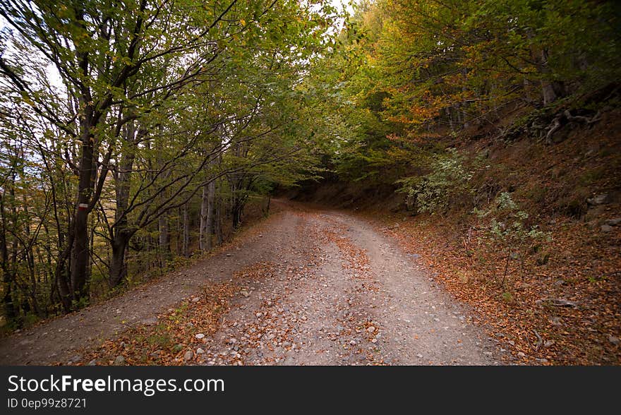 Forest Pathway during Daytime