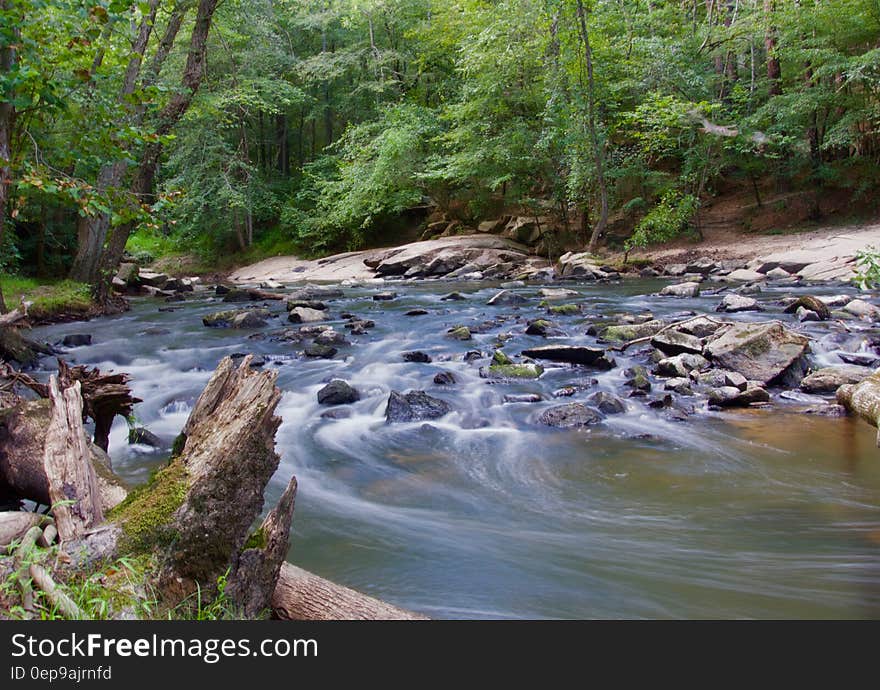 Stream in a Forest With Grey Rocks