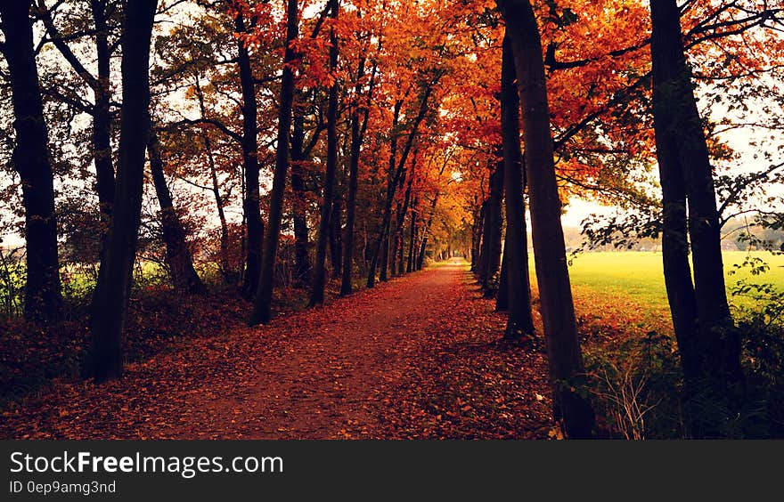 Orange Leaves Covered Pathway Between Trees during Daytime