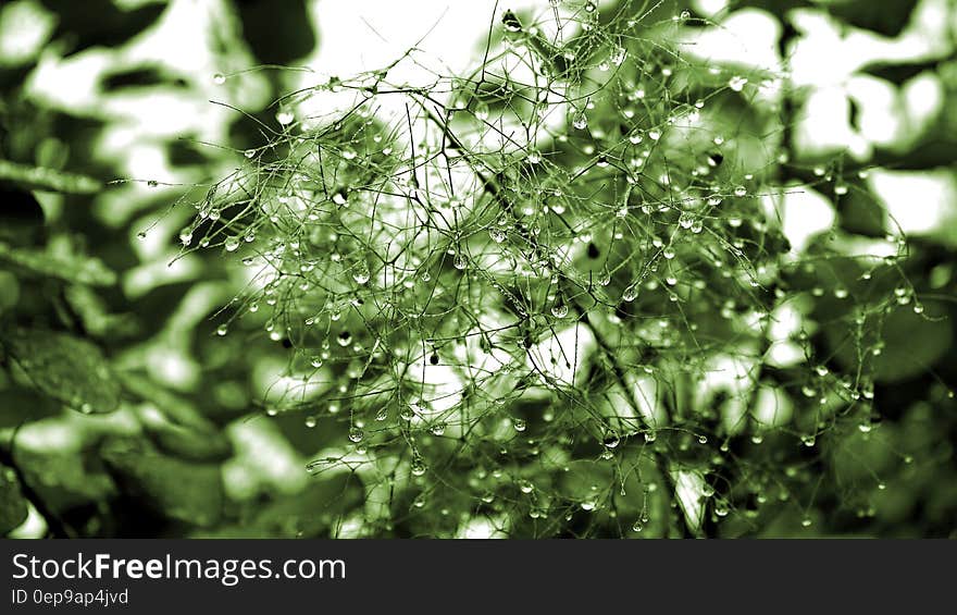 Green Leaf Plant With Dew