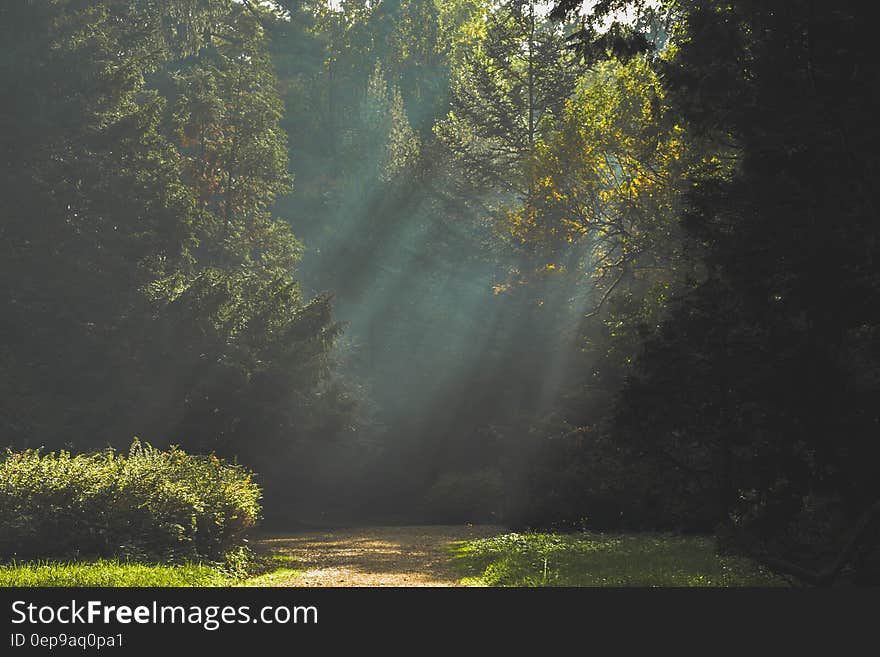 Path into woods with sunlight filtering through trees. Path into woods with sunlight filtering through trees.