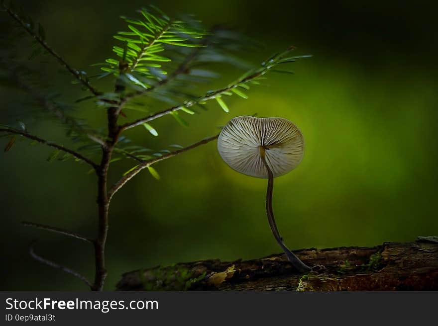 Brown and Gray Mushroom on Brown Sand Near Green Plant