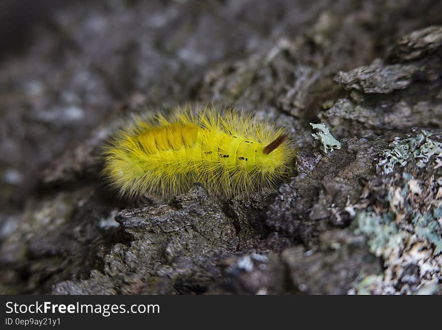 Yellow Tussock Moth Caterpillar on Black Rock Close Up Photography