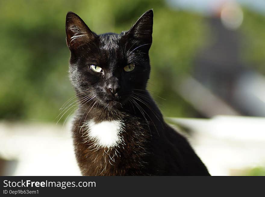 Shallow Focus Photography of Black Cat