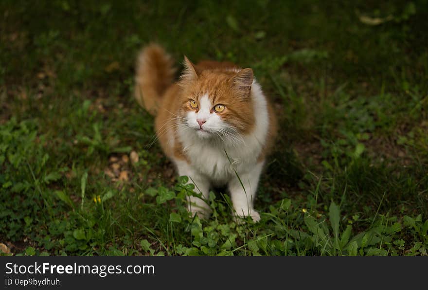 Somali Cat on Grass Close Up Photo