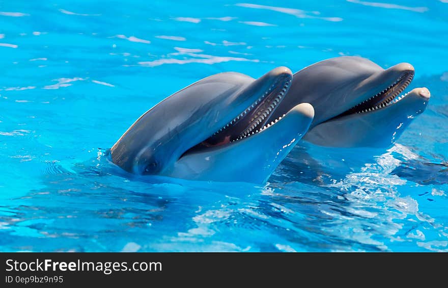 2 Dolphin during Daytime