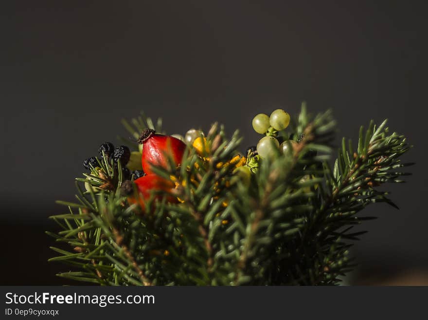 Selective Focus of Red and Green Berries Fruit