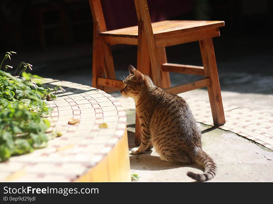 Brown and Gray Cat Near Wooden Chair on Daytime