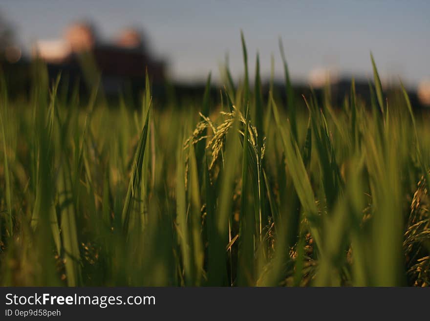 Rice Field Photo