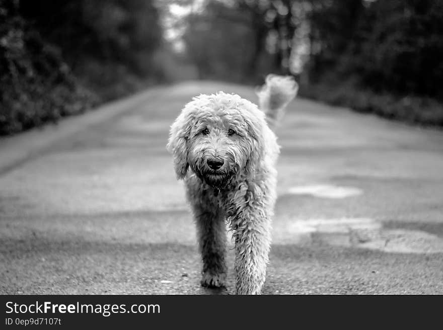 Dog walking down country path in black and white. Dog walking down country path in black and white.