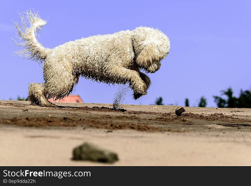 White dog digging in sand against blue skies on sunny day.