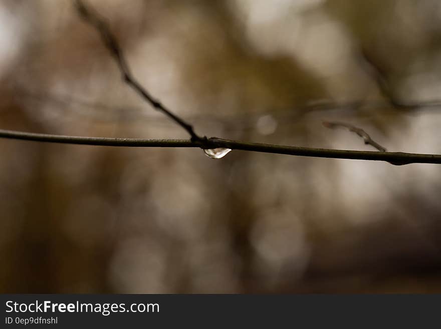 Macro Shot of Water Drop on Tree Branch