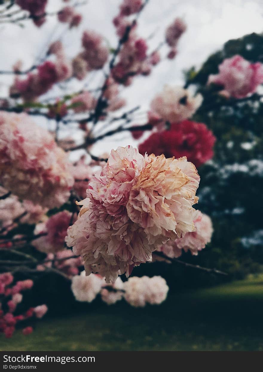 Pink White Red Petal Flower