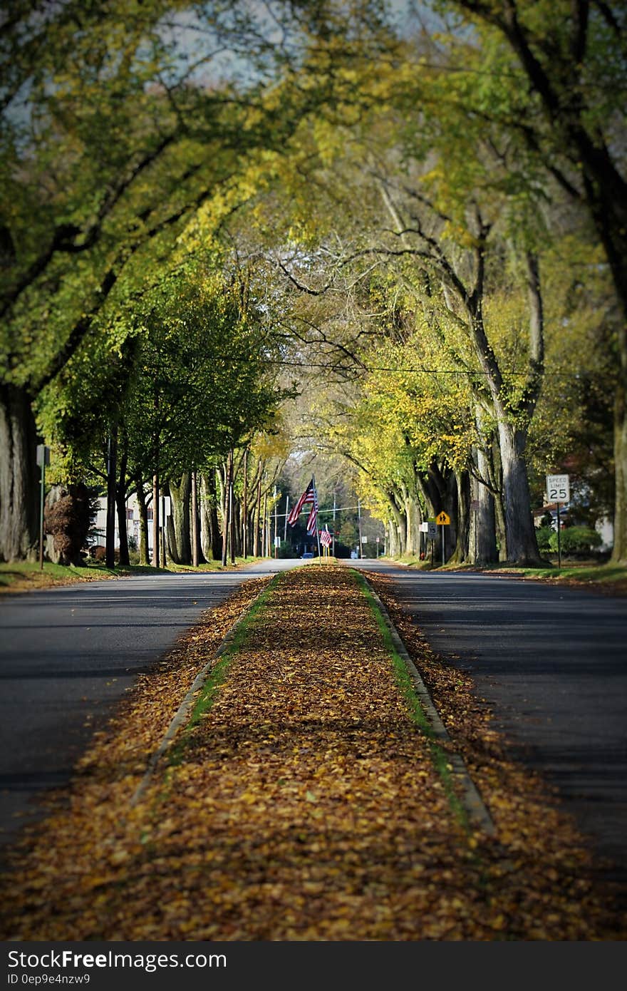 Brown Dried Leaves on Gray Paved Road Surrounded by Green Leaf Trees