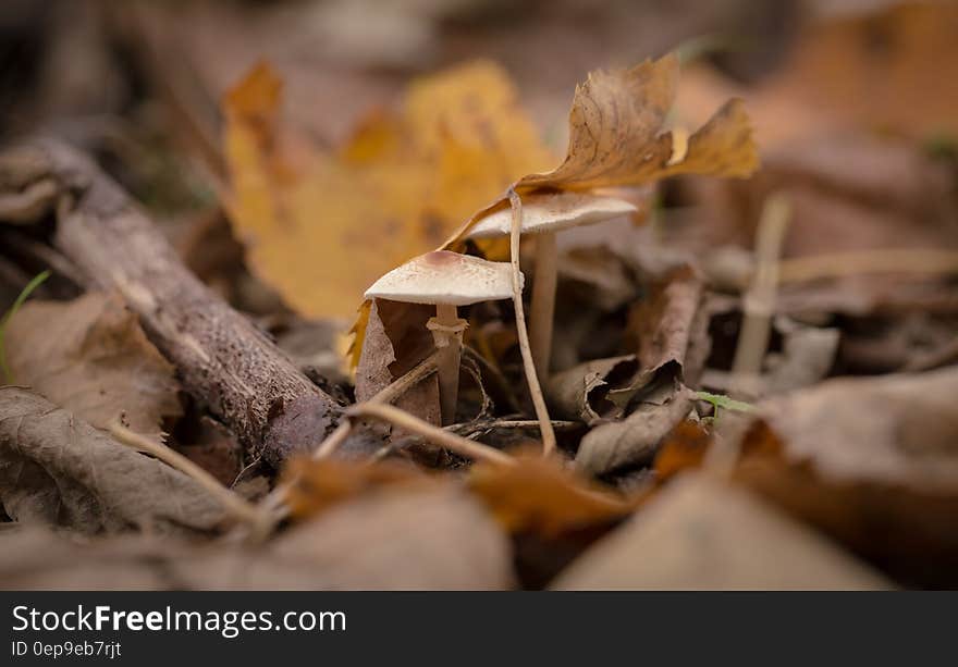 Dried Leaves