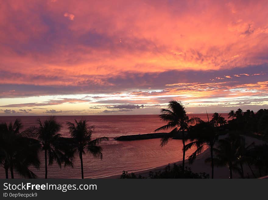 Palm Tree View during Sunset