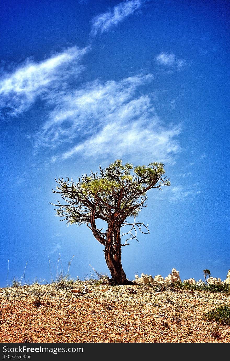 Tree on hillside in field against blue skies with white clouds. Tree on hillside in field against blue skies with white clouds.