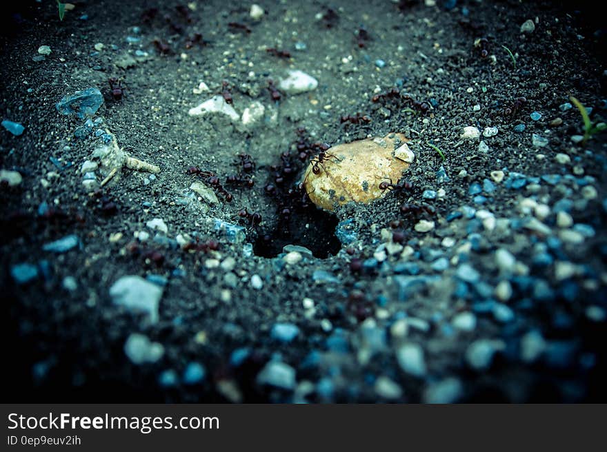 Close up of ants coming out of hole onto rocks. Close up of ants coming out of hole onto rocks.