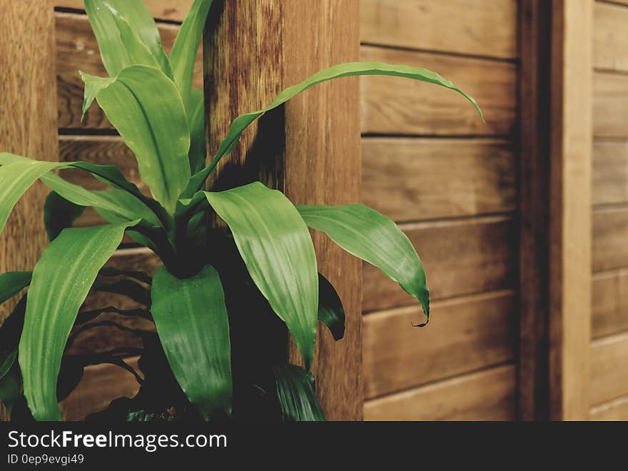 Green Leafed Plant by the Brown Wooden Fence