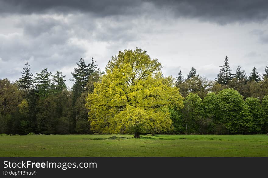 Tree standing in green field with cloudy skies. Tree standing in green field with cloudy skies.