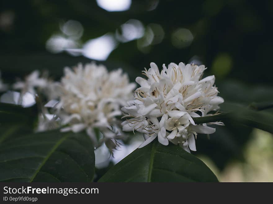 White Flower in Shallow Focus Lens