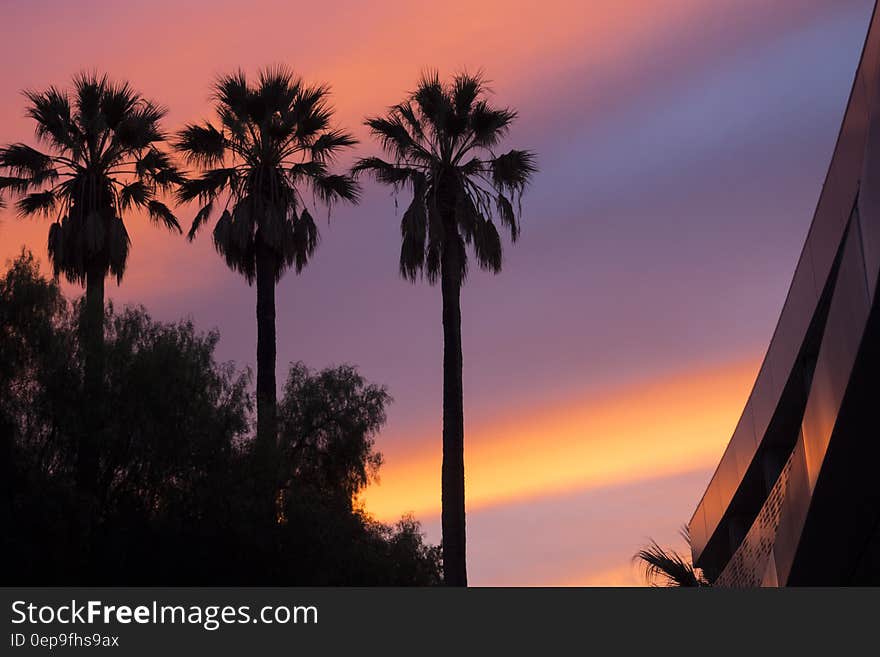 Low Angle View of Three Palm Trees during Sunset