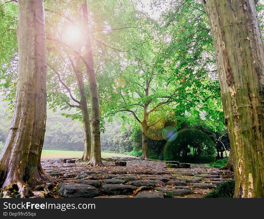 Photo Of Forest Trees and a Black Stone Pathway during Daytime