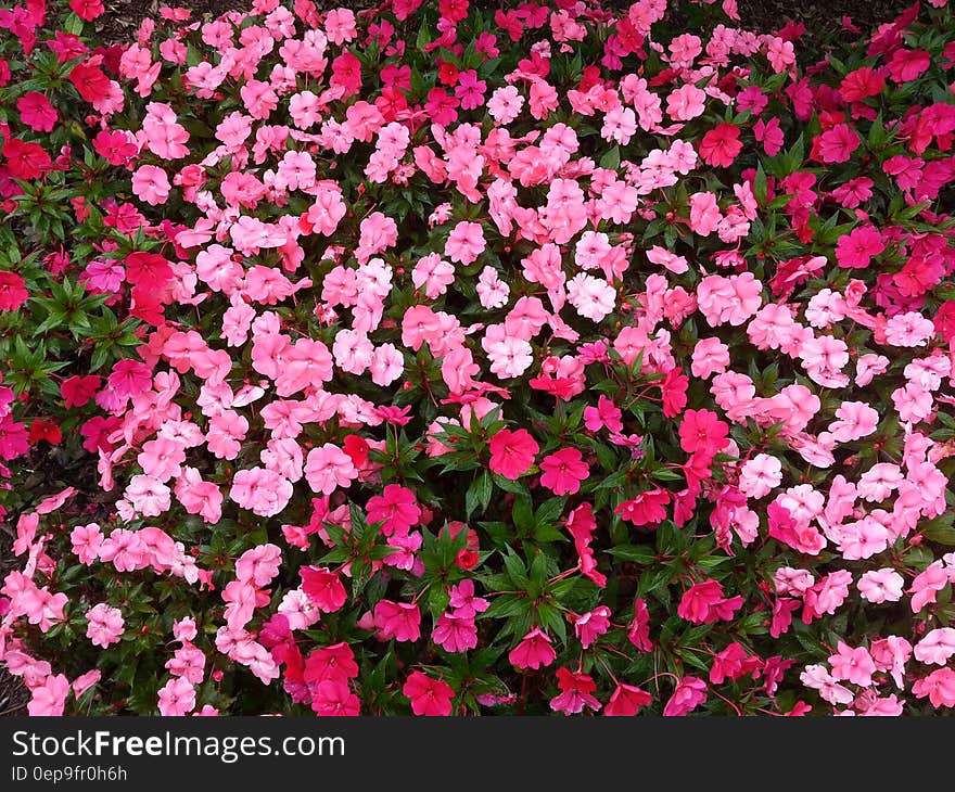 Red and Pink Petaled Flowers