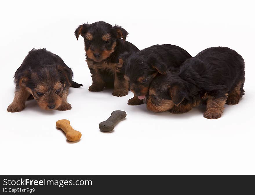 Black and Tan Yorkshire Terrier Puppy