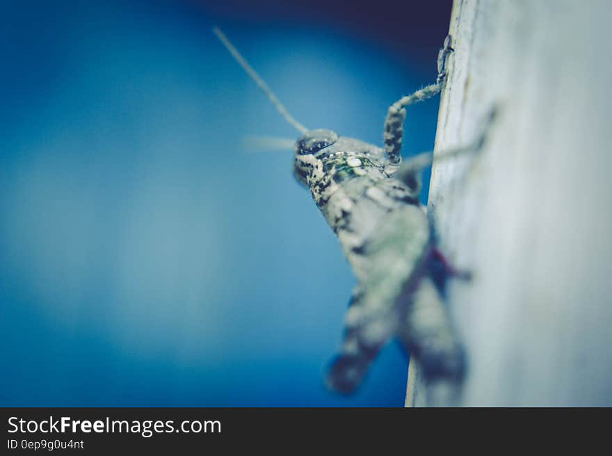 Close up of grasshopper on wood with blue background.