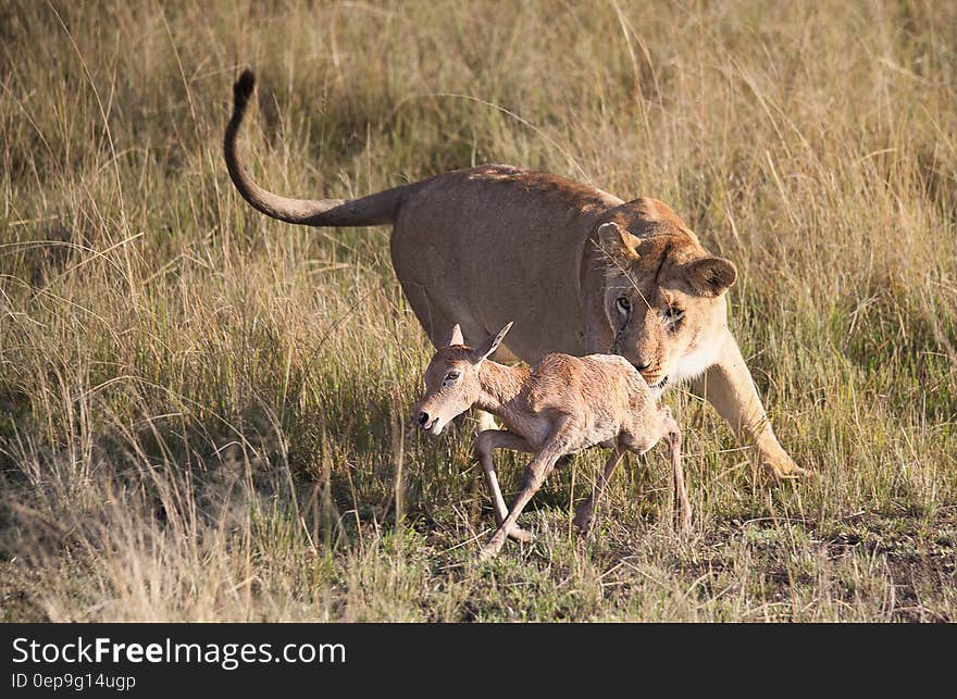 Picture of Tigress on Green Grass Field