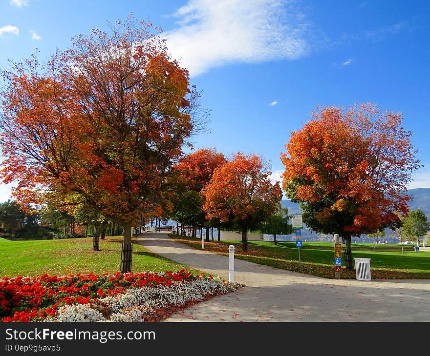 White Trash Bin Under Red Leaves Tree